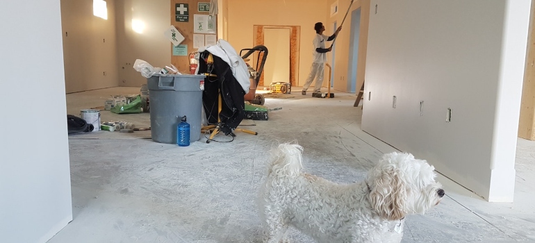 a dog standing in the middle of the room during the renovation of an apartment
