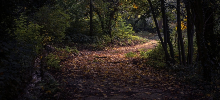 A trail in the forest 