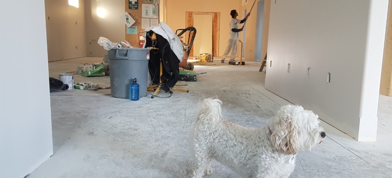a dog in a room that is being renovated