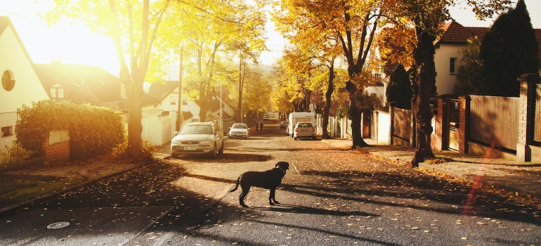 a dog on a street in the fall